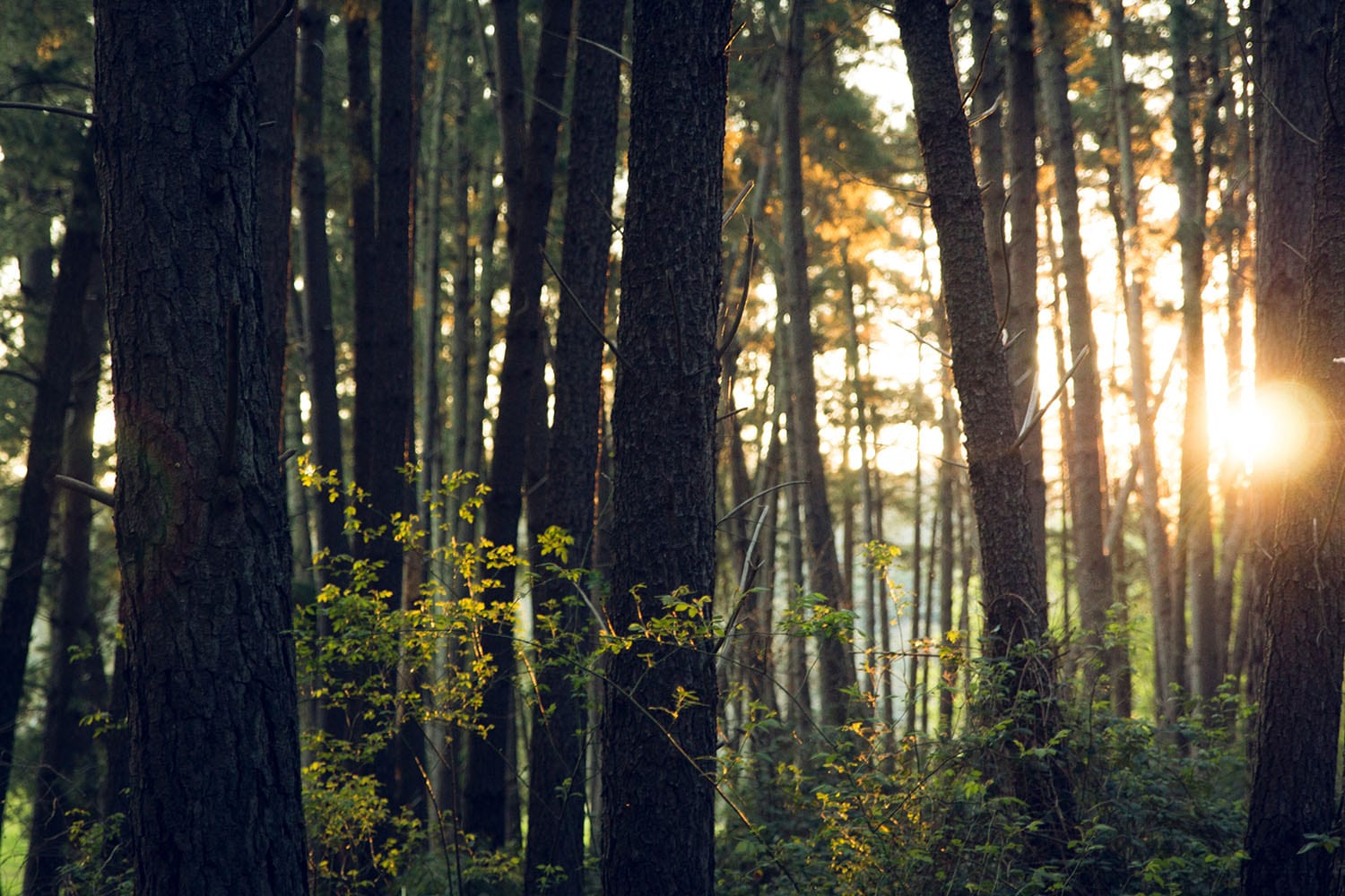 a forest of thin trees with the sun peaking out behind them